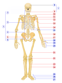 Human skeleton front numbered
